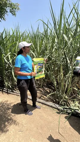 Field visit with sugarcane growers