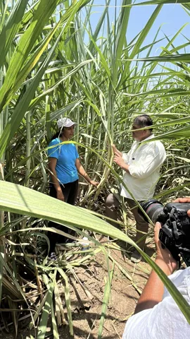 Field visit with sugarcane growers