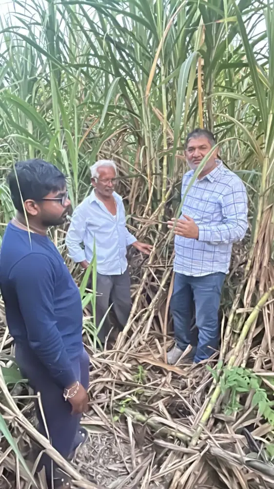 Photo from the sugarcane work in South Gujarat